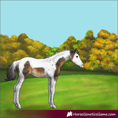 Horse Color:Buckskin Splash Tobiano Appaloosa 