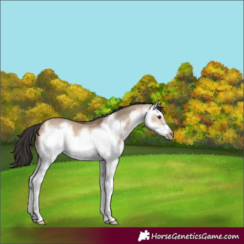 Horse Color:White Spotted Brown Dun Frame