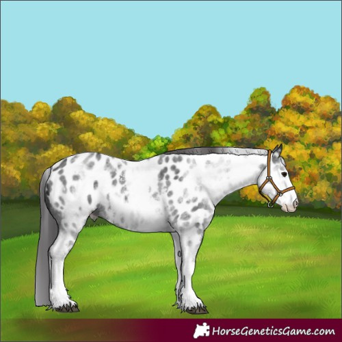 Horse Color:White Spotted Black Sabino Appaloosa 