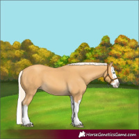 Horse Color:Gold Cream Champagne Splash 