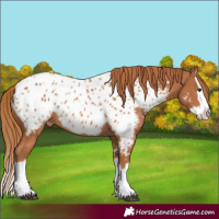 Horse Color:Chestnut Splash Near Leopard 