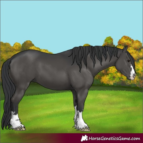 Horse Color:Black 