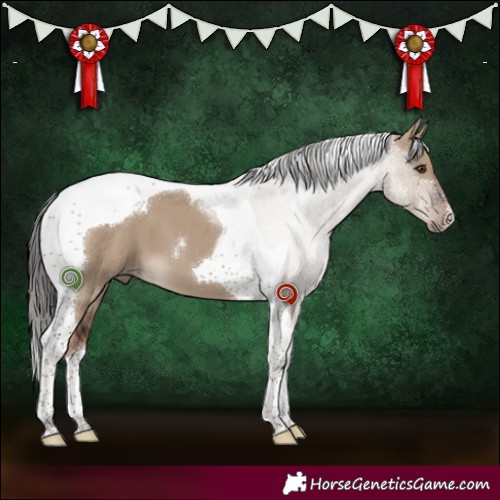 Horse Color:Liver Red Dun Tobiano 