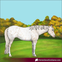 Horse Color:Chocolate Palomino Pearl Dun Tobiano Frame Appaloosa  and Chocolate Palomino Pearl Dun Tobiano Frame Appaloosa 