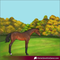 Horse Color:Brown 