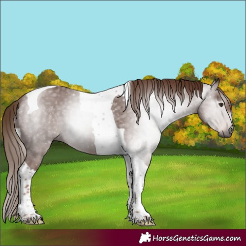 Horse Color:Gray Chestnut Tobiano 