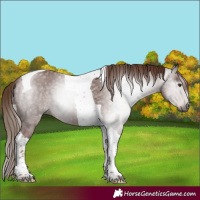 Horse Color:Gray Chestnut Tobiano 