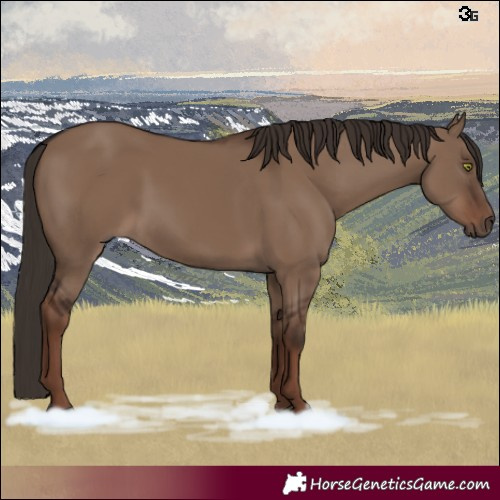 Horse Color:Liver Red Dun Rabicano 
