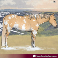 Horse Color:White Spotted Palomino Dun Rabicano 
