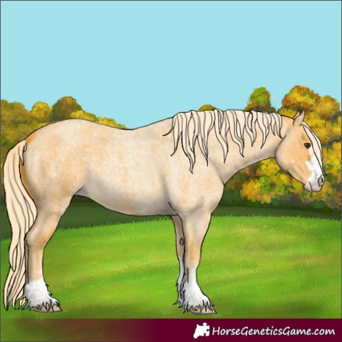 Horse Color:Palomino Roan 
