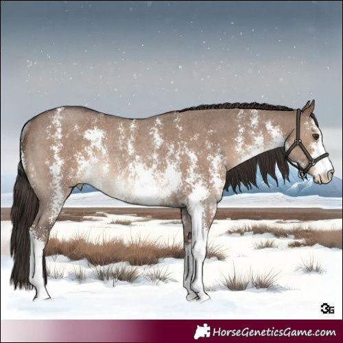 Horse Color:Liver Red Dun Sabino Rabicano 