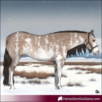 Horse Color:Liver Red Dun Sabino Rabicano