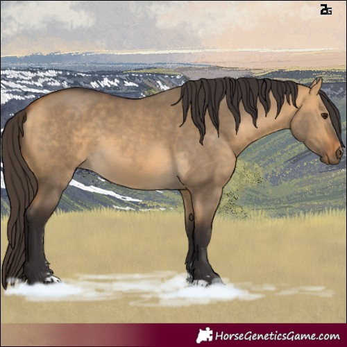 Horse Color:Buckskin Dun 