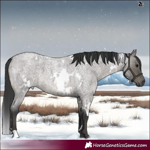 Horse Color:White Spotted Grullo Roan 