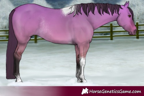 Horse Color:Buckskin Dun Tobiano Rabicano 