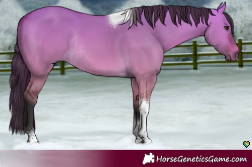 Horse Color:Buckskin Dun Tobiano Rabicano 
