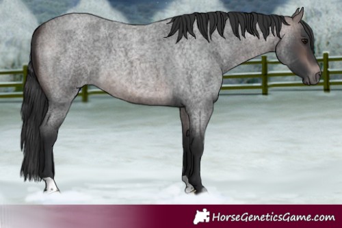 Horse Color:Platinum Brown Roan 