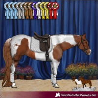 Horse Color:Chestnut Tobiano