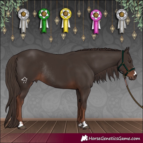 Horse Color:Liver Chestnut Rabicano