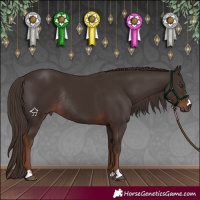 Horse Color:Liver Chestnut Rabicano 