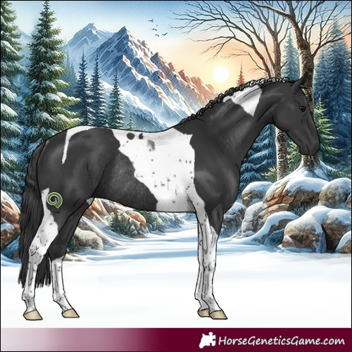 Horse Color:Black Tobiano Rabicano