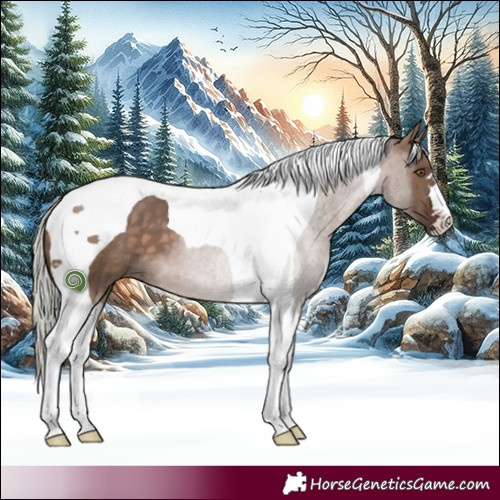 Horse Color:Silver Brown Dun Tobiano 
