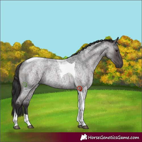 Horse Color:Smoky Blue Roan Tobiano Rabicano 