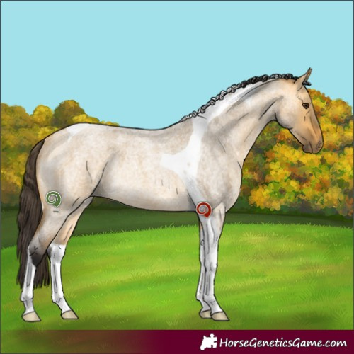Horse Color:Buckskin Roan Dun Tobiano Rabicano 