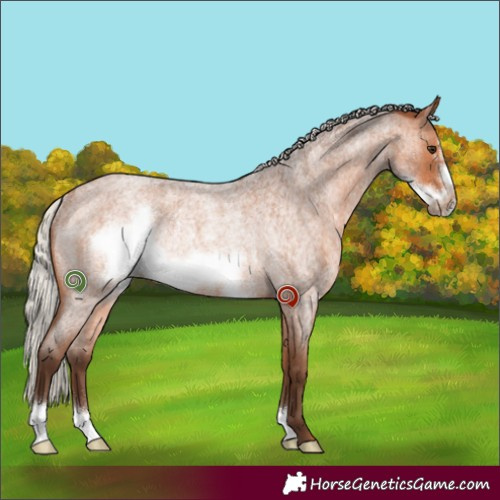 Horse Color:Silver Bay Roan Frame Rabicano 