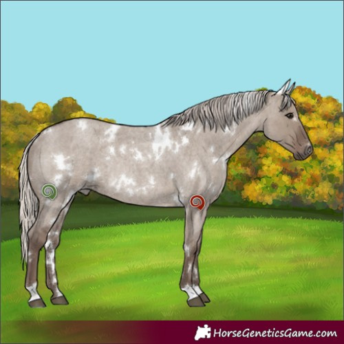 Horse Color:White Spotted Silver Grullo Roan Rabicano 