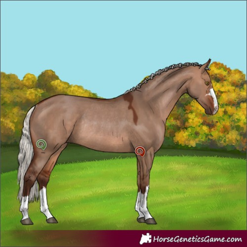 Horse Color:Silver Bay Dun Rabicano 