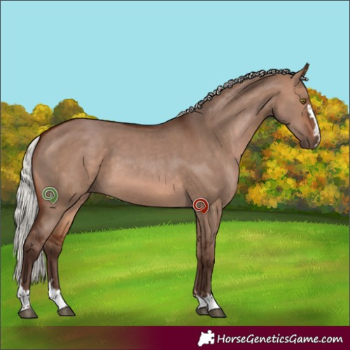 Horse Color:Silver Brown Dun 