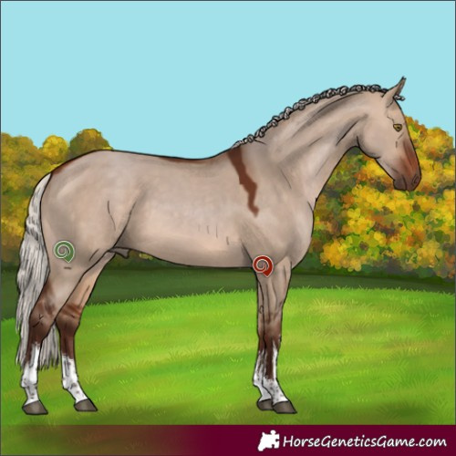 Horse Color:White Spotted Silver Bay Dun 