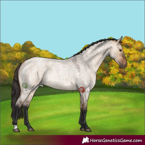 Horse Color:Bay Roan Dun 