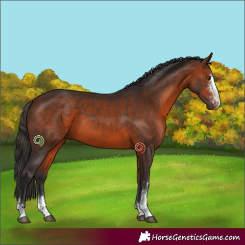 Horse Color:Bay Sabino 