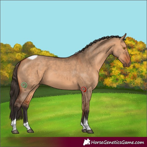 Horse Color:Bay Dun Sabino Tobiano 