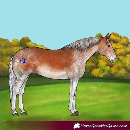 Horse Color:White Spotted Silver Bay Rabicano