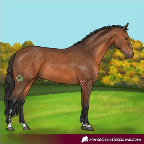 Horse Color:Bay Rabicano 