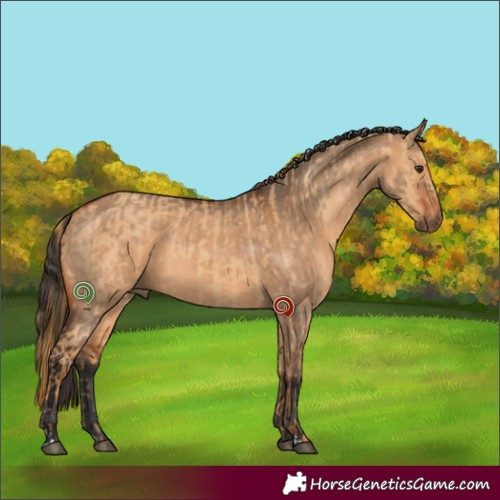 Horse Color:Red Dun  and Bay Dun 