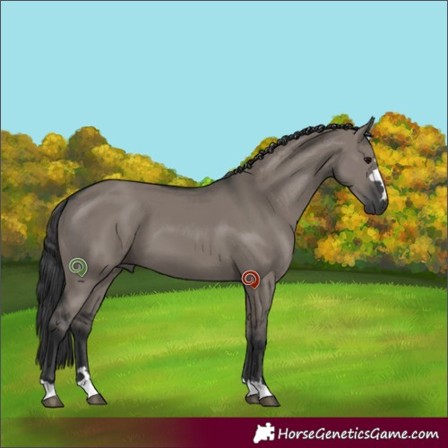 Horse Color:Grullo 