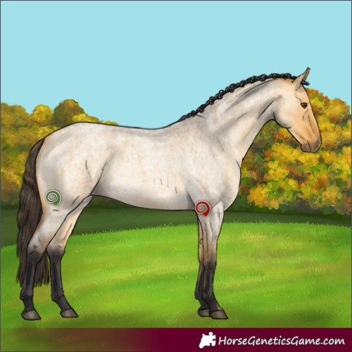 Horse Color:Buckskin Roan Dun Rabicano 