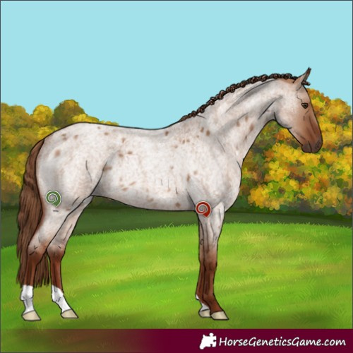 Horse Color:Red Dun Roan Rabicano 