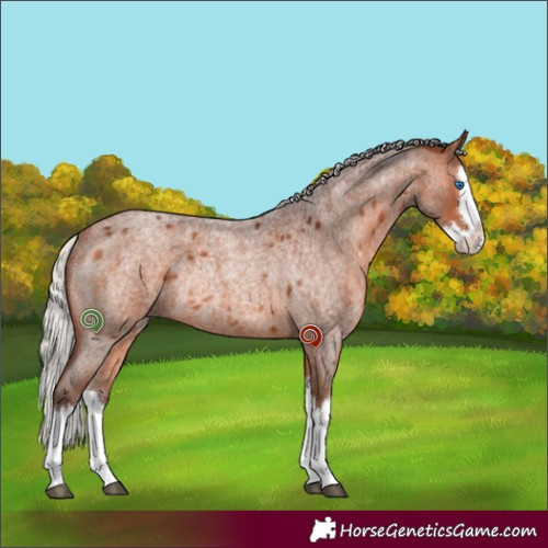 Horse Color:Silver Brown Roan Splash Rabicano 