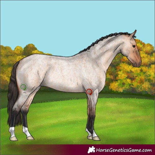 Horse Color:Bay Roan Dun Rabicano 