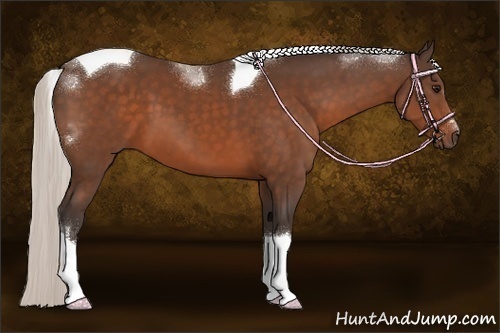 Horse Color:Silver Brown Sabino Tobiano 