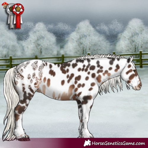 Horse Color:Liver Chestnut Mushroom Tobiano Appaloosa 