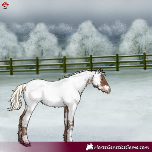 Horse Color:Liver Chestnut Mushroom Tobiano Appaloosa 