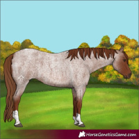 Horse Color:Red Roan Tobiano 