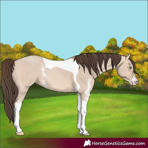 Horse Color:Amber Champagne Dun Sabino Tobiano Rabicano 