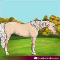 Horse Color:Silver Amber Champagne Dun Tobiano Rabicano 